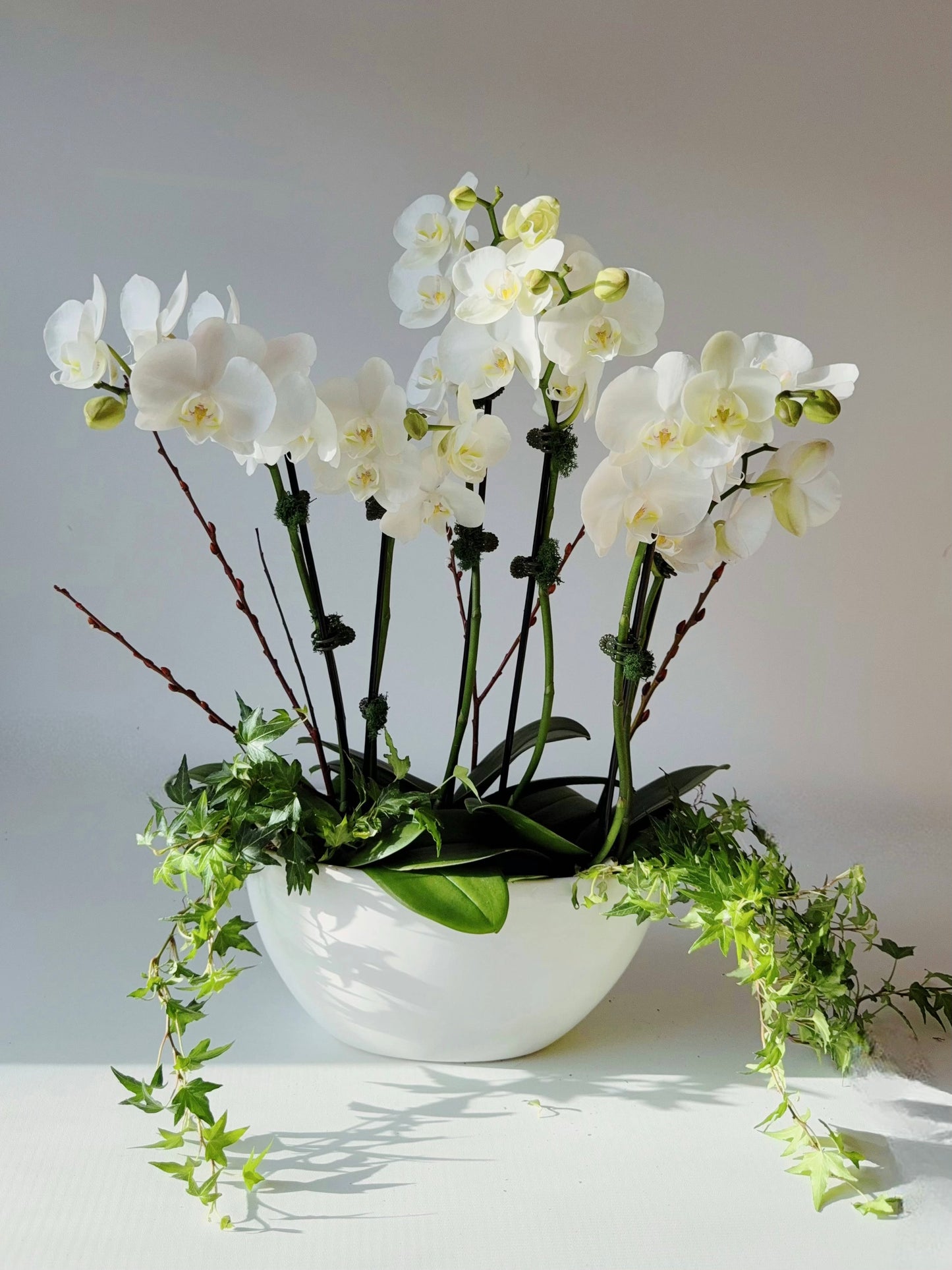 Orchid Dream