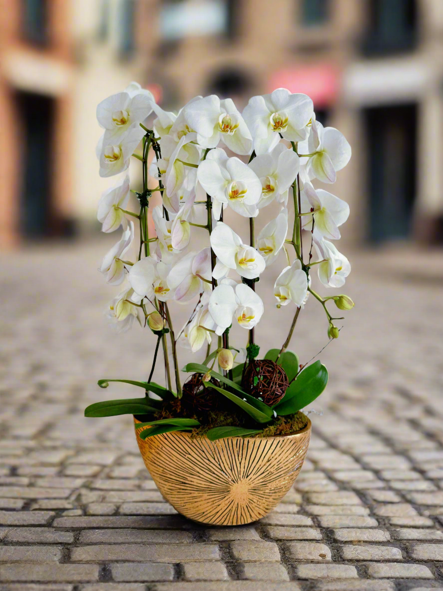 Luxe Gold Blooms-Plant Centerpiece