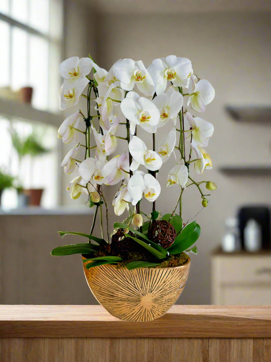 Luxe Gold Blooms-Plant Centerpiece