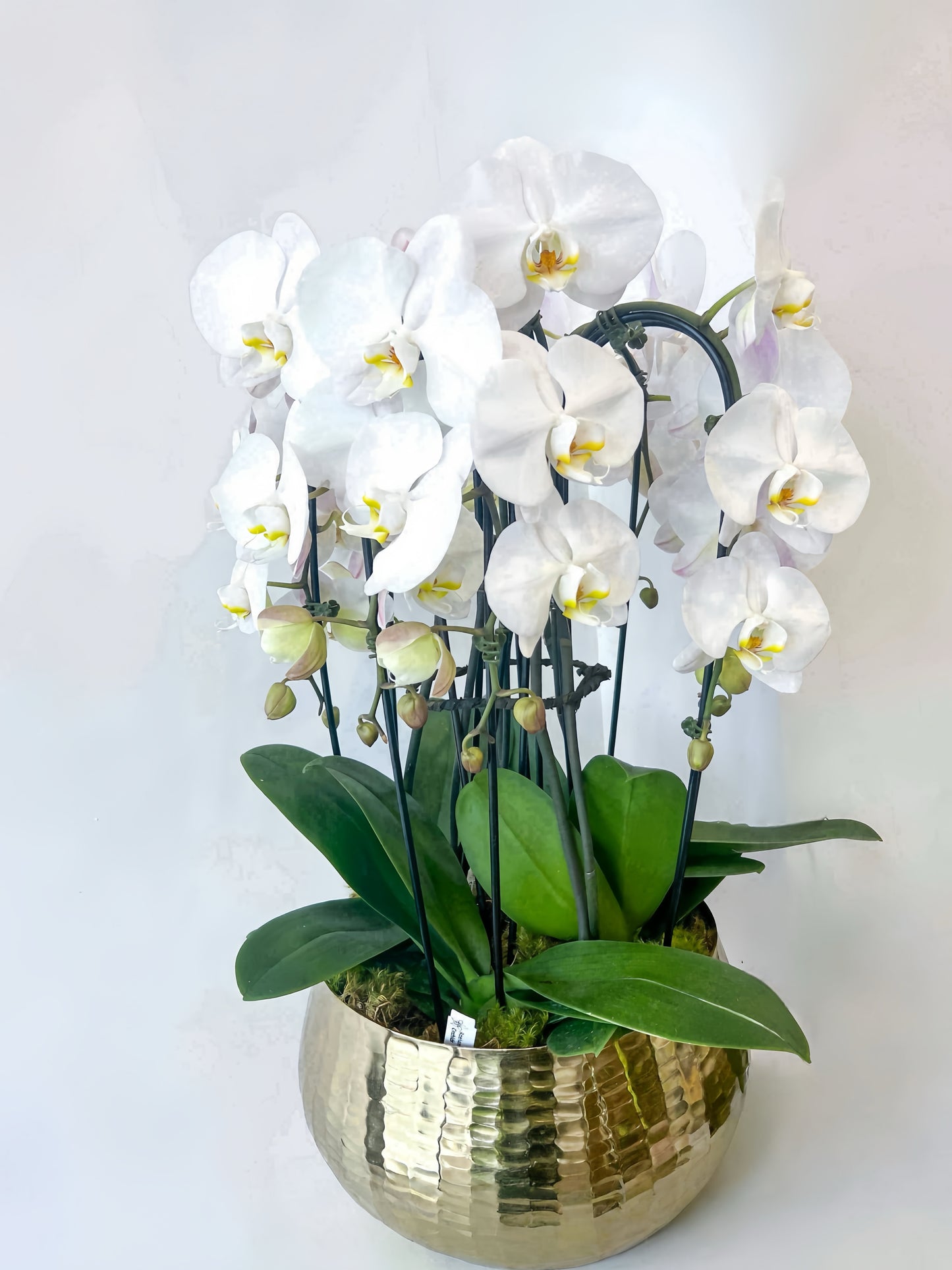 Bloomandpetals_Oakville_Gold Orchid