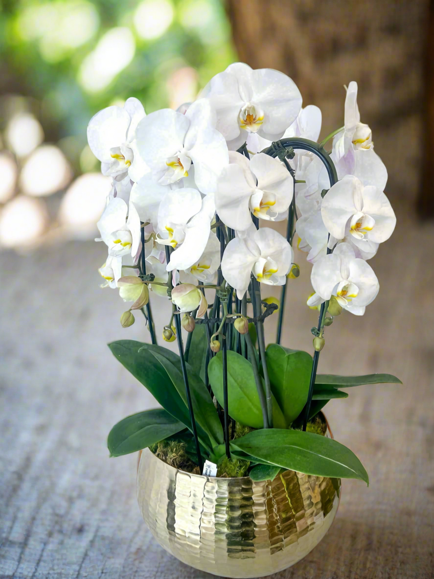 Golden Bloom Orchid