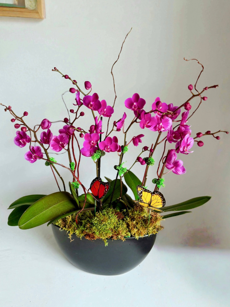 Pinky Promise -Orchid plant arrangement