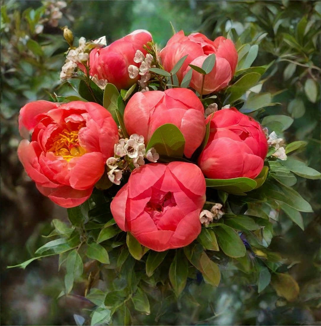 Peony Bloom Bouquet -10 Stems
