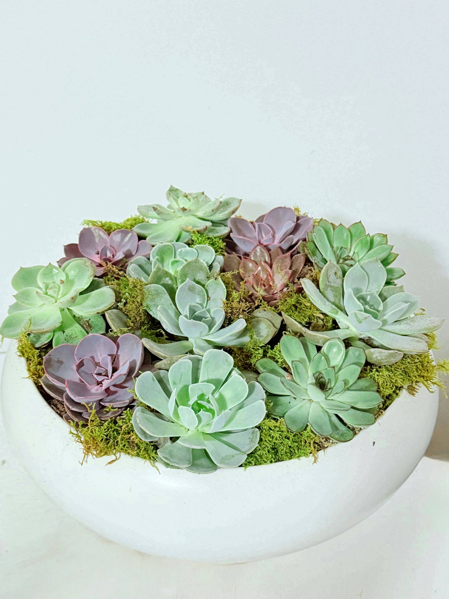 Succulent haven-Plant Centerpieces