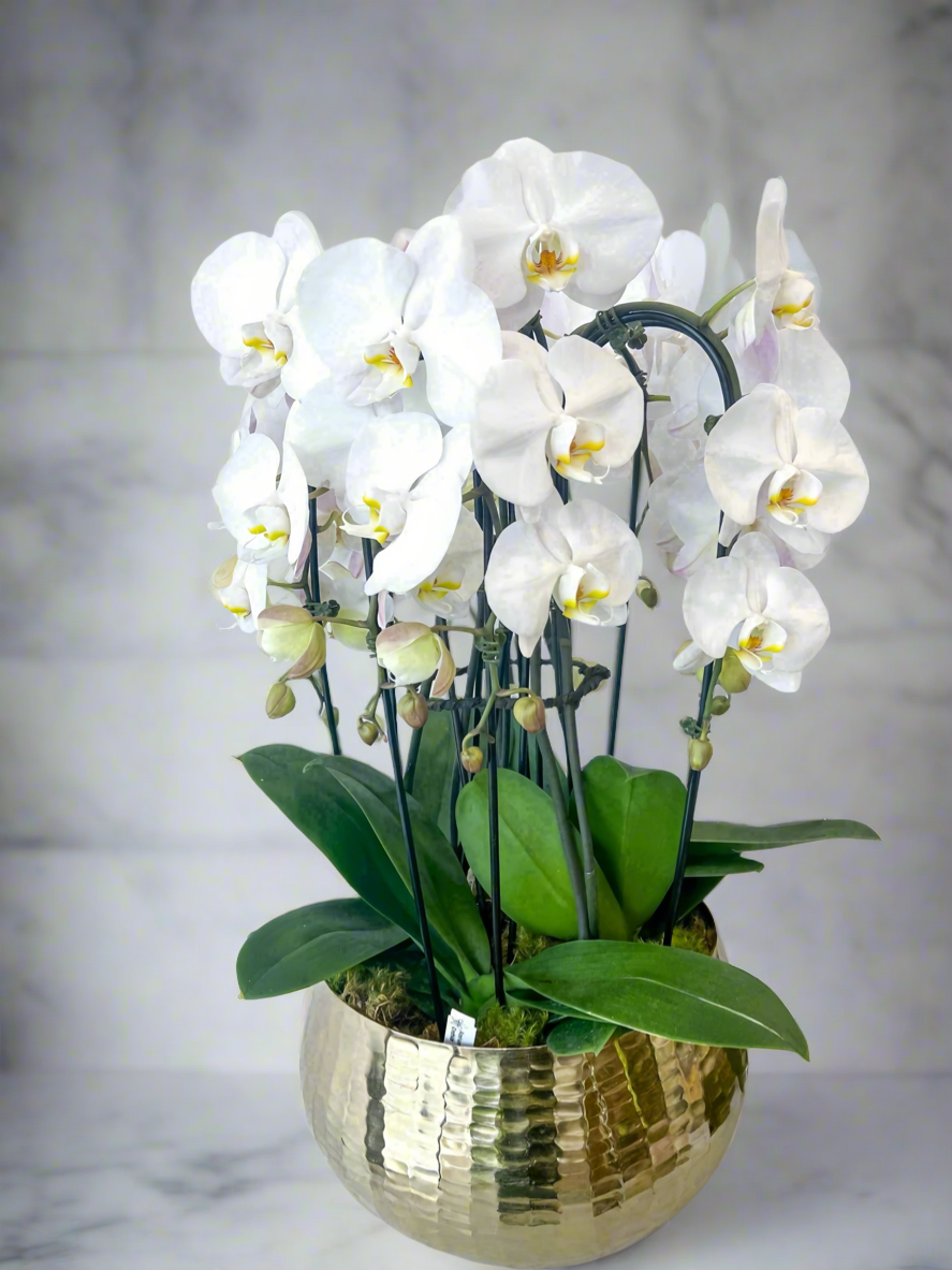 Golden Bloom Orchid