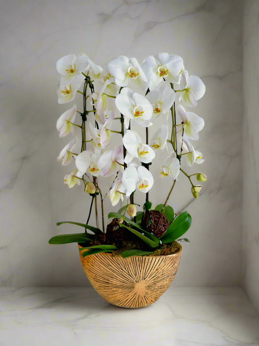 Luxe Gold Blooms-Plant Centerpiece