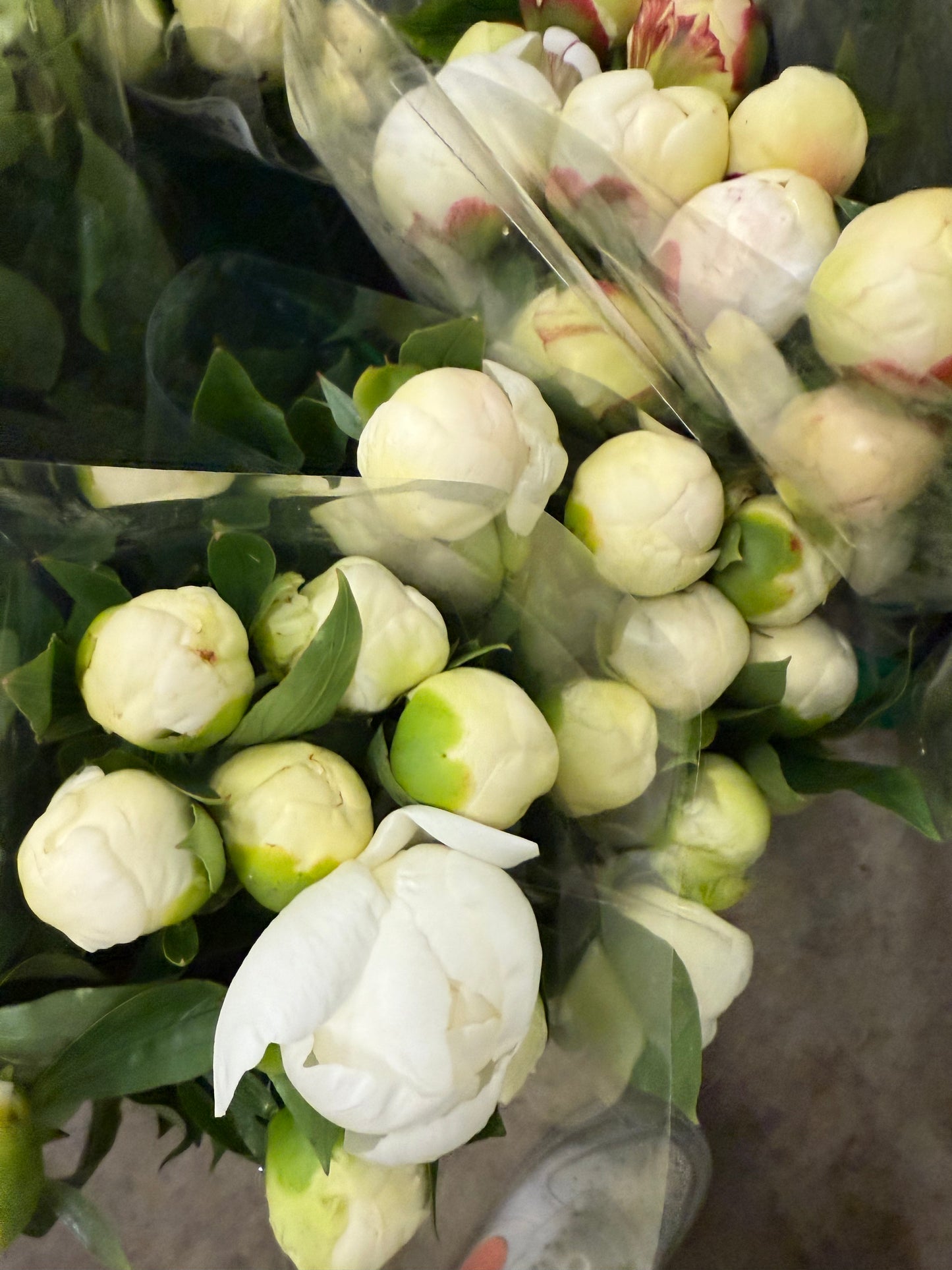Peony Bloom_ Best florist in Oakville_same day Flower delivery_Free local delivery