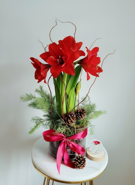 Holiday Amaryllis