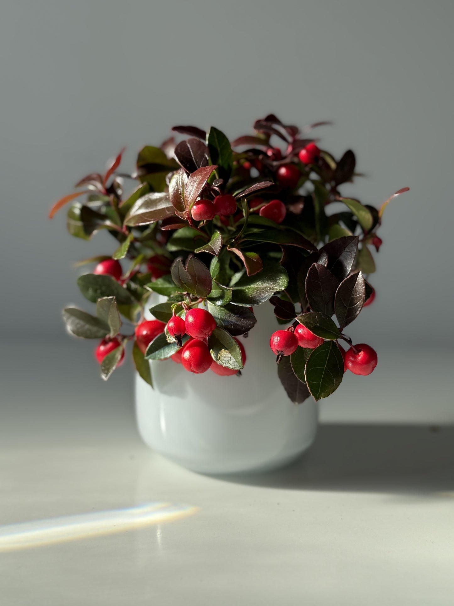 Mini Winter Berries