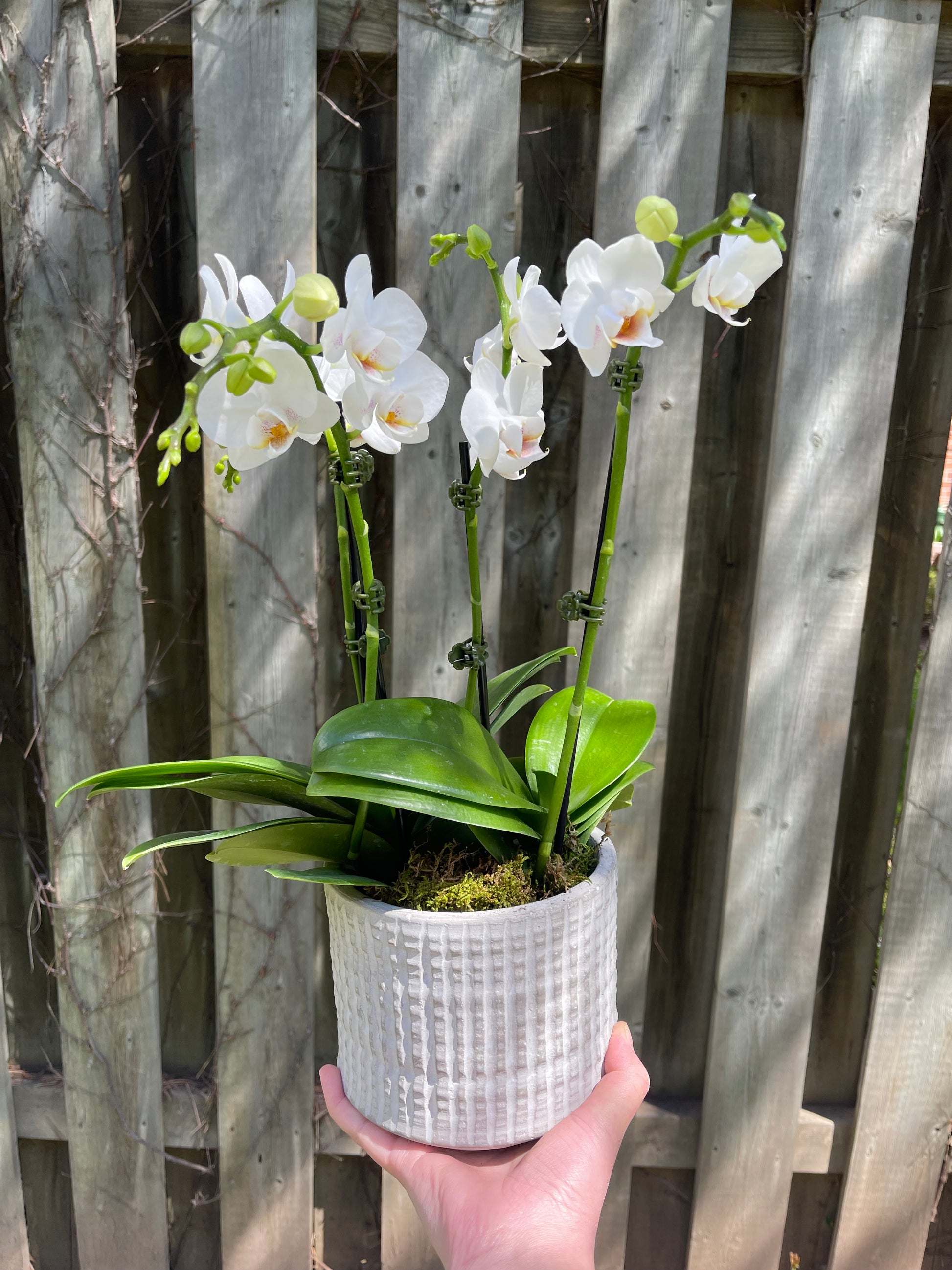 Image: Two mini orchids in a pot, named 'Sky' and 'Cloud', from Bloom & Petals Oakville flower shop.