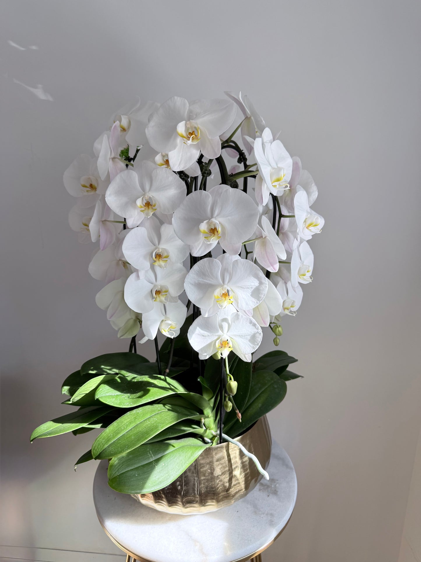 Golden Bloom Orchid