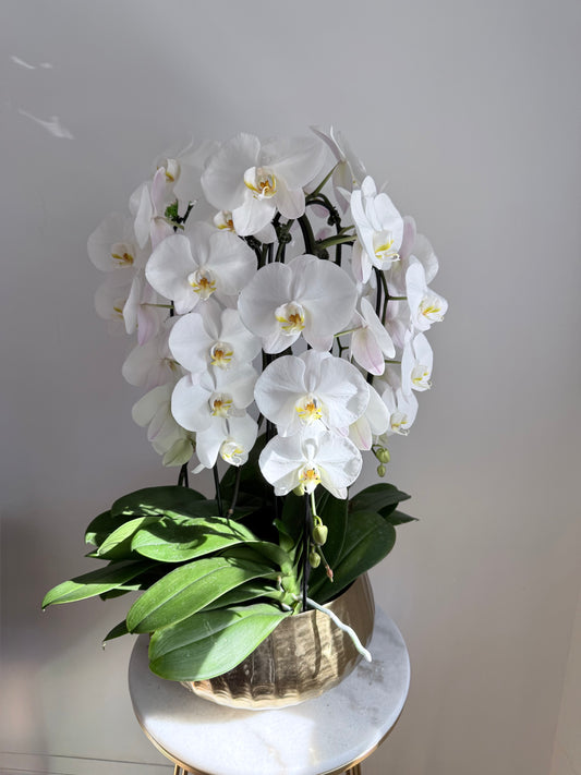 Golden Bloom Orchid