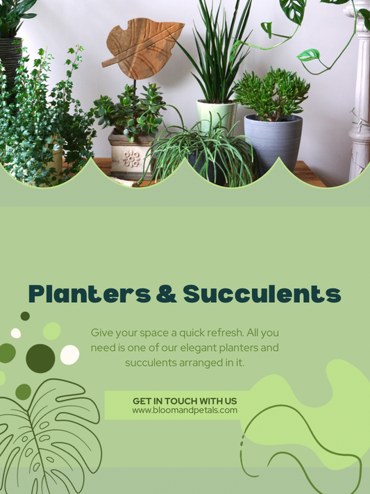 Succulent Safari-Plant centrepieces