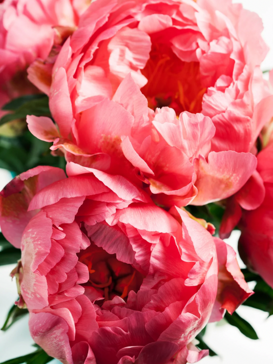 Peony Bloom Bouquet -10 Stems