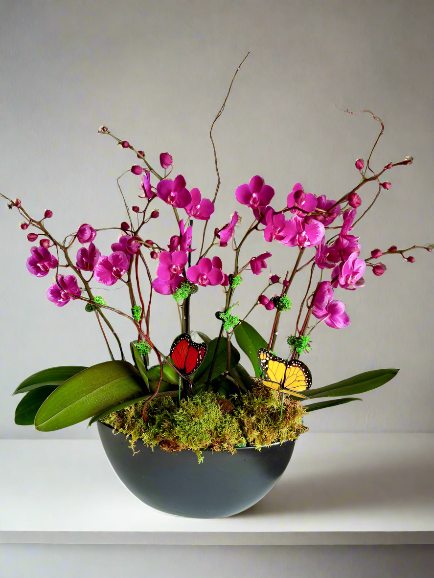 Pinky Promise -Orchid plant arrangement