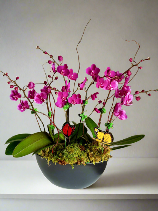 Pinky Promise -Orchid plant arrangement