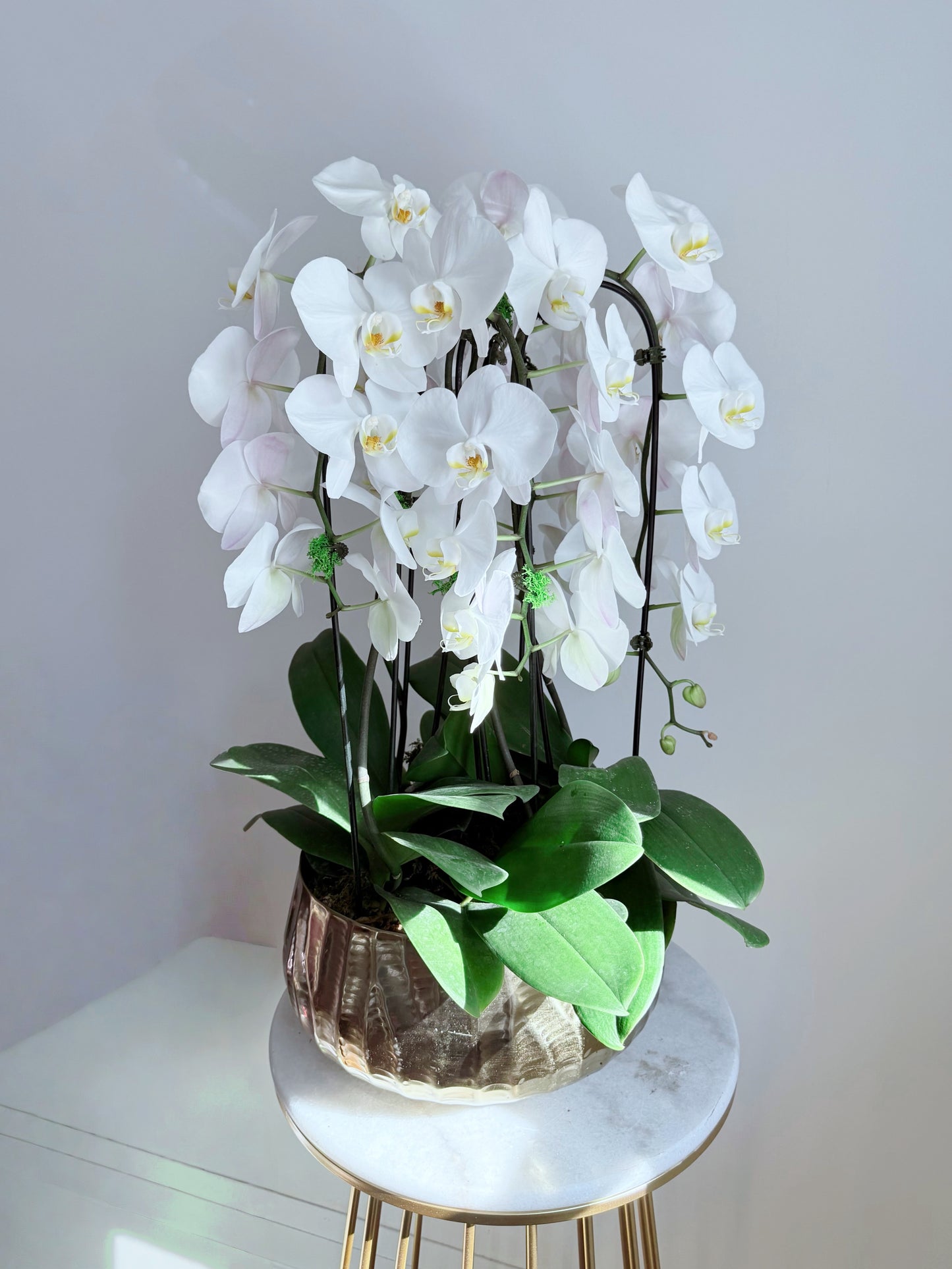 Golden Bloom Orchid