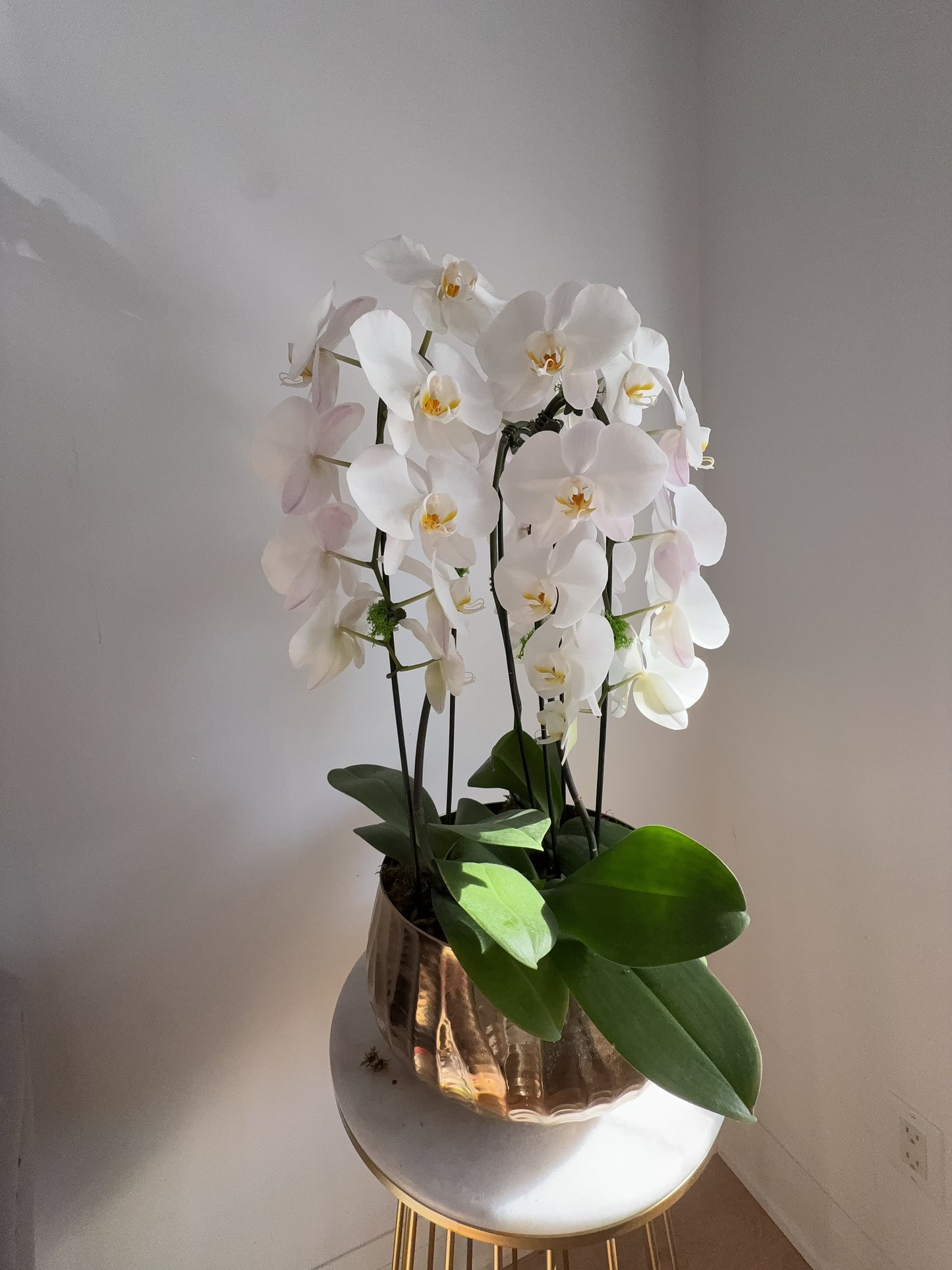 Golden Bloom Orchid