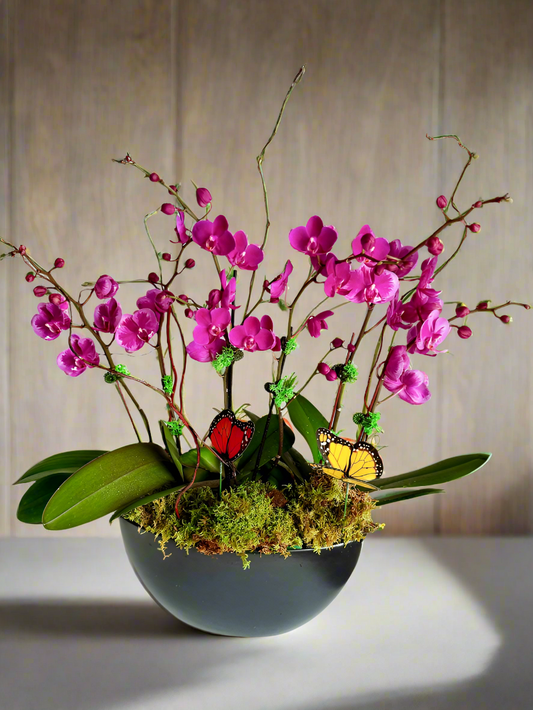Pinky Promise -Orchid plant arrangement