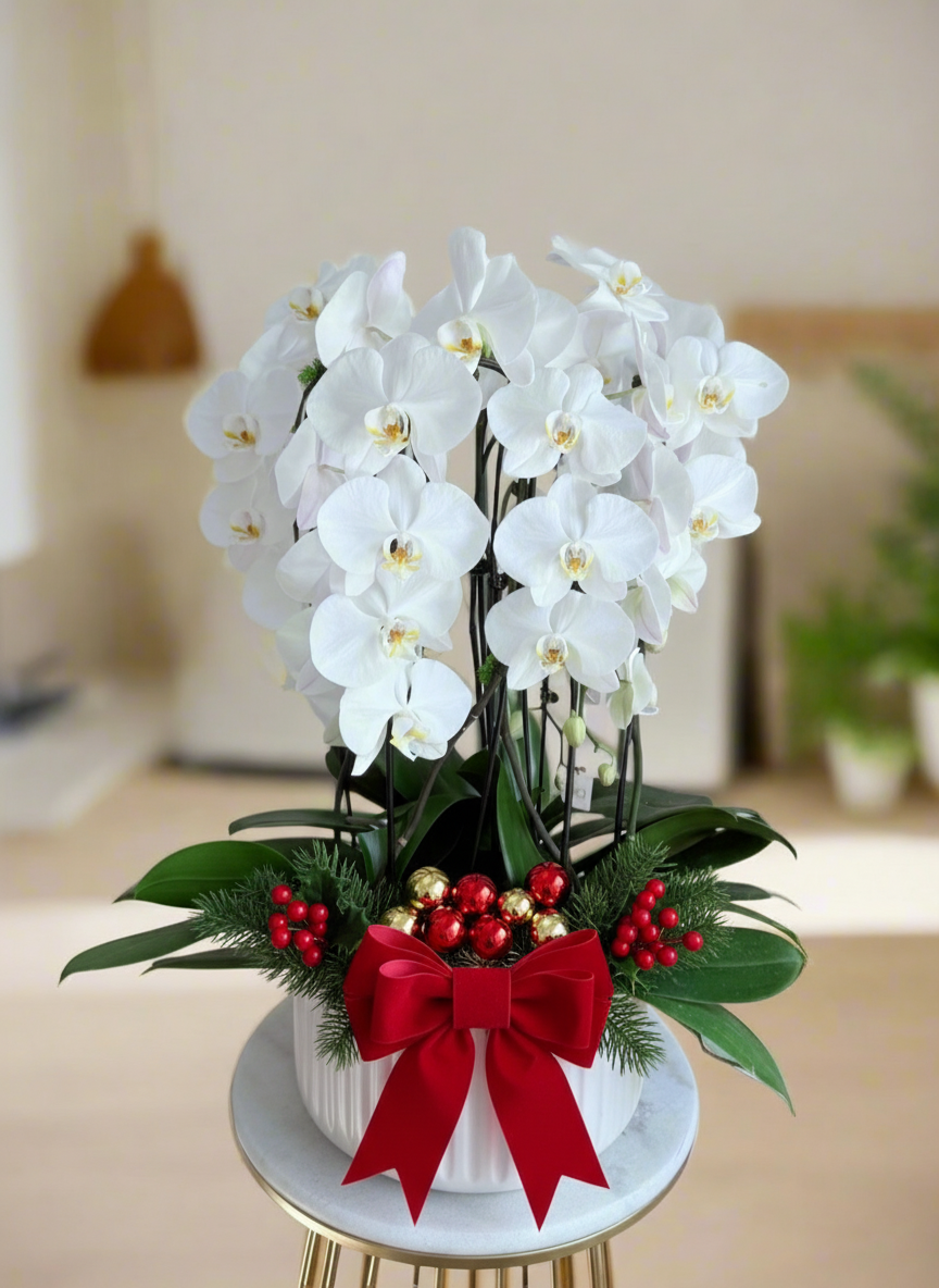 orchid Plant_white orchid in the white vase for any occasions 