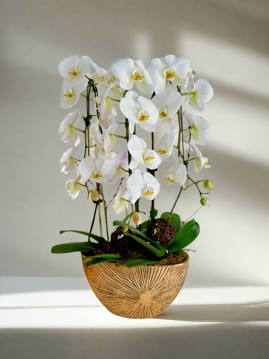 Luxe Gold Blooms-Plant Centerpiece