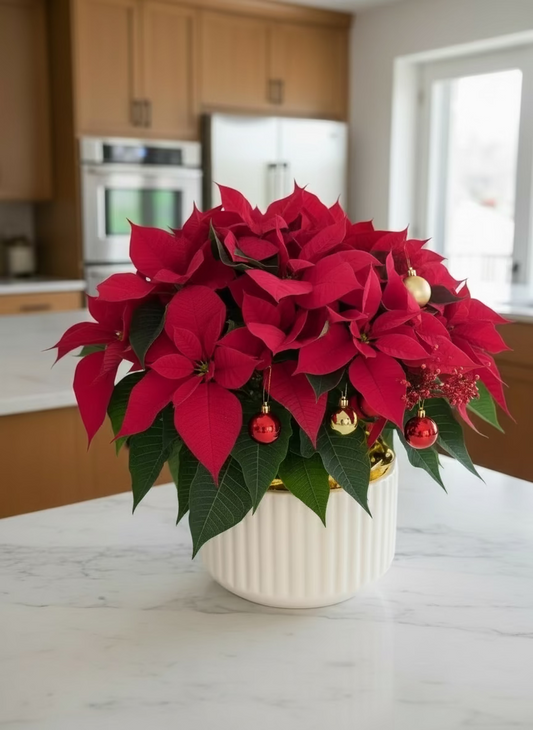 Red poinsettia plant with decorative balls in a white vase on a kitchen counter.