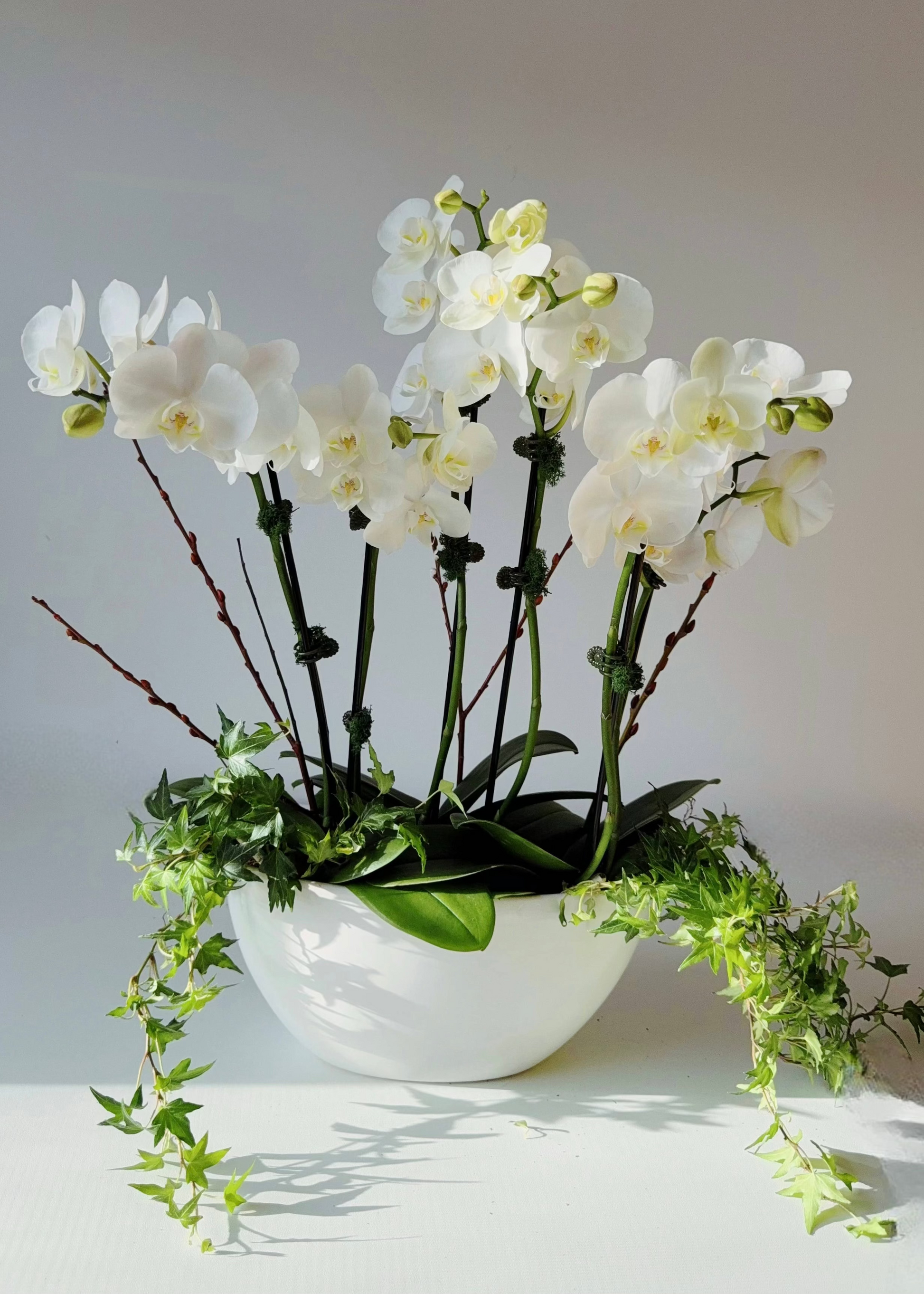 A floral arrangement featuring white orchids and green ivy in a white container, with a green and white mossy base.