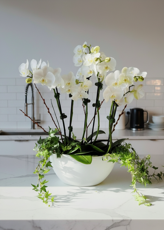 A floral arrangement featuring white orchids and green ivy in a white container, with a green and white mossy base.